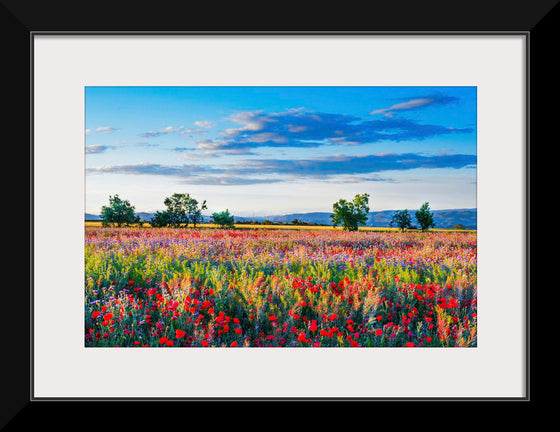 "Red Poppy Field"