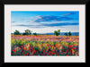 "Red Poppy Field"