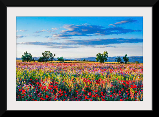 "Red Poppy Field"