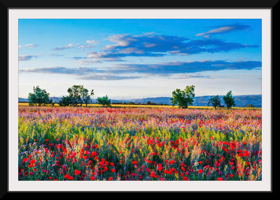 "Red Poppy Field"