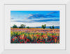 "Red Poppy Field"