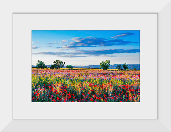 "Red Poppy Field"