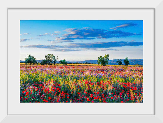 "Red Poppy Field"