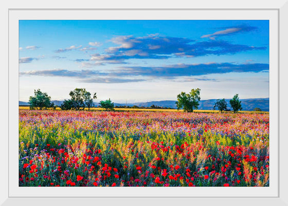 "Red Poppy Field"