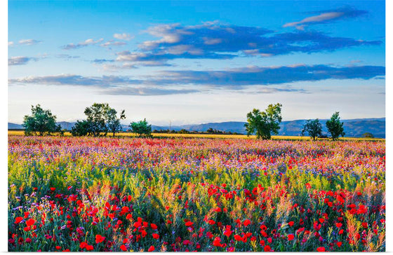 "Red Poppy Field"