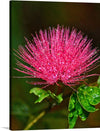 “POWDER PUFF FLOWER” by David S Ferry III is an enchanting artwork that captures the ethereal beauty of a dew-kissed flower. The artwork showcases a close-up view of a vibrant pink powder puff flower. Dew drops are visible on the flower’s spiky petals, adding a touch of freshness and vitality.