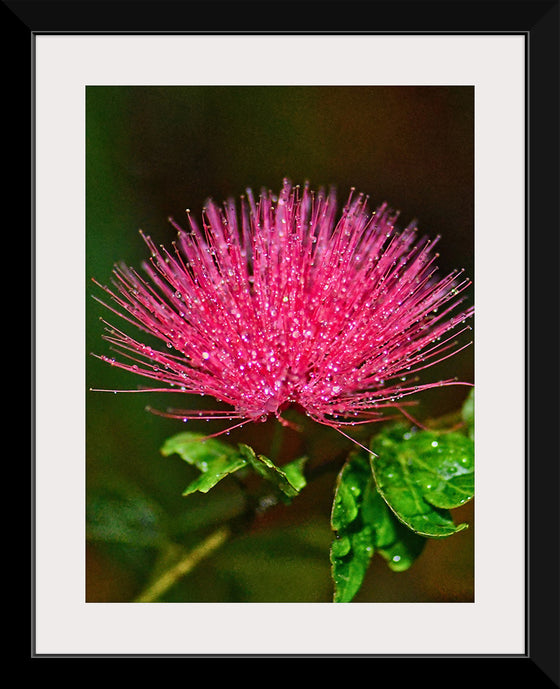 "POWDER PUFF FLOWER", David S Ferry lll