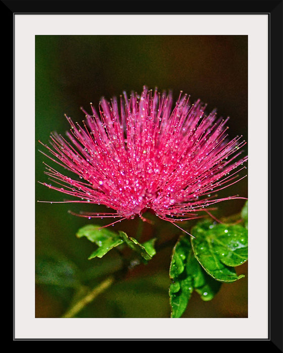 "POWDER PUFF FLOWER", David S Ferry lll