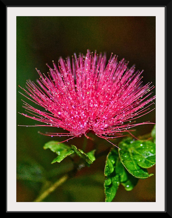 "POWDER PUFF FLOWER", David S Ferry lll