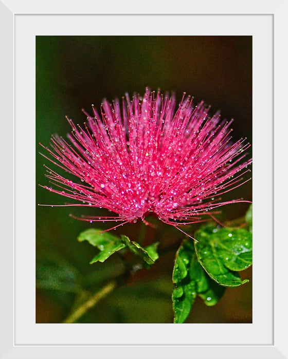 "POWDER PUFF FLOWER", David S Ferry lll