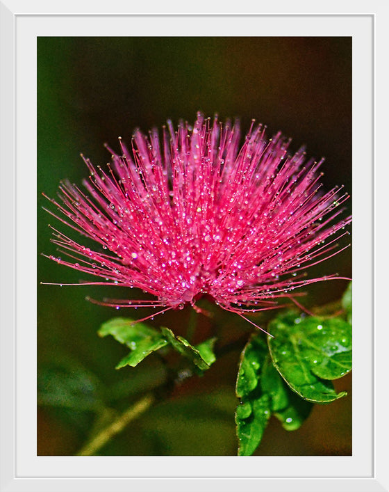 "POWDER PUFF FLOWER", David S Ferry lll