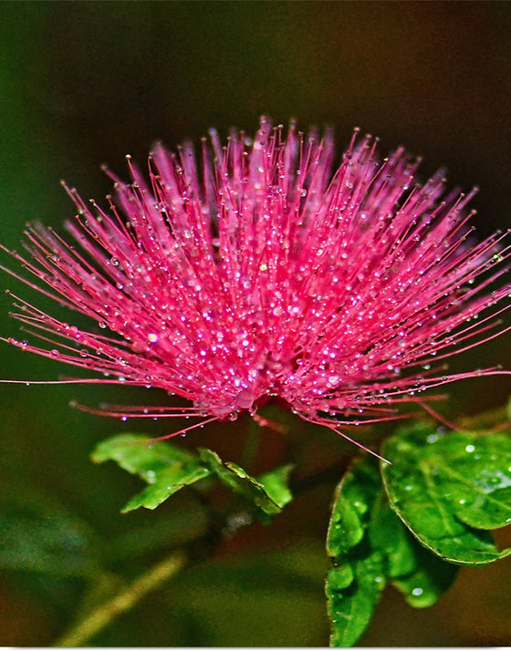 "POWDER PUFF FLOWER", David S Ferry lll