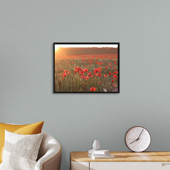 "Red Poppy Field 2"