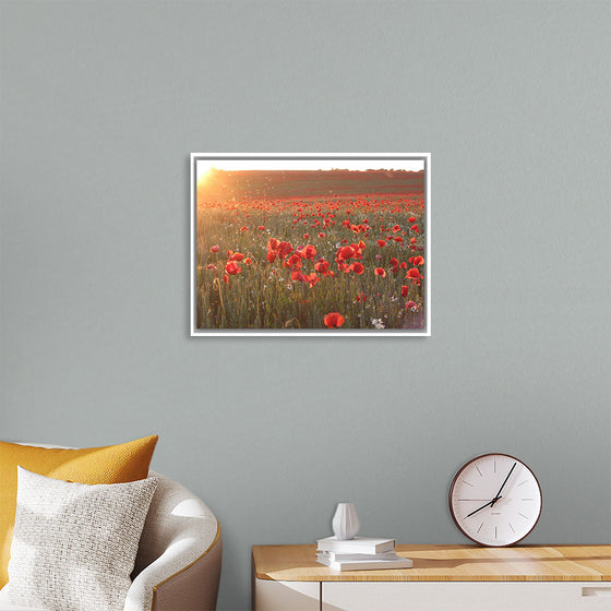 "Red Poppy Field 2"