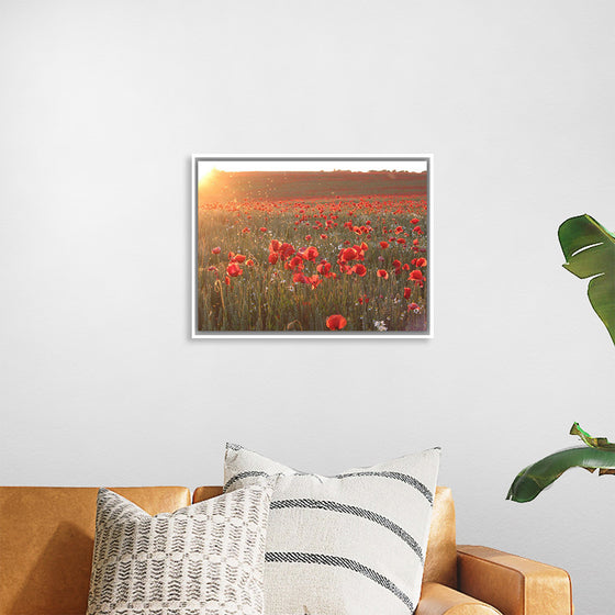 "Red Poppy Field 2"