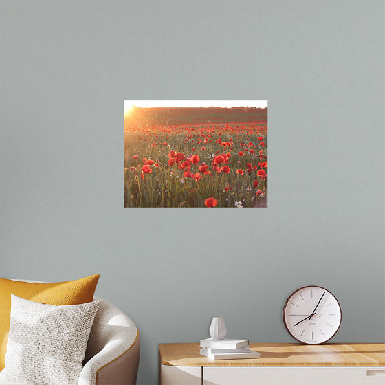 "Red Poppy Field 2"