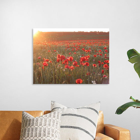 "Red Poppy Field 2"