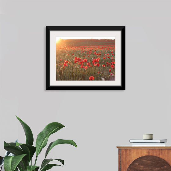 "Red Poppy Field 2"