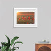 "Red Poppy Field 2"