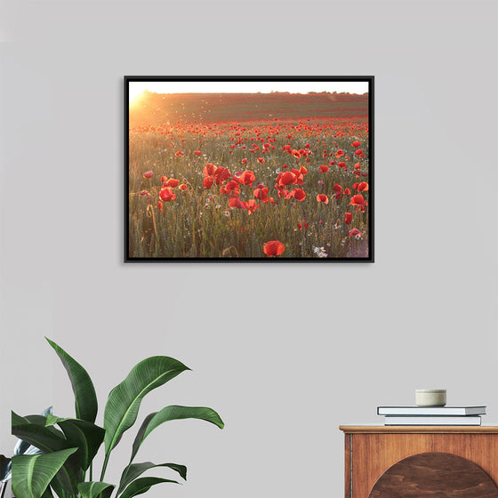 "Red Poppy Field 2"