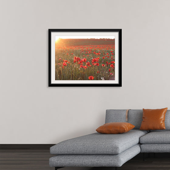 "Red Poppy Field 2"