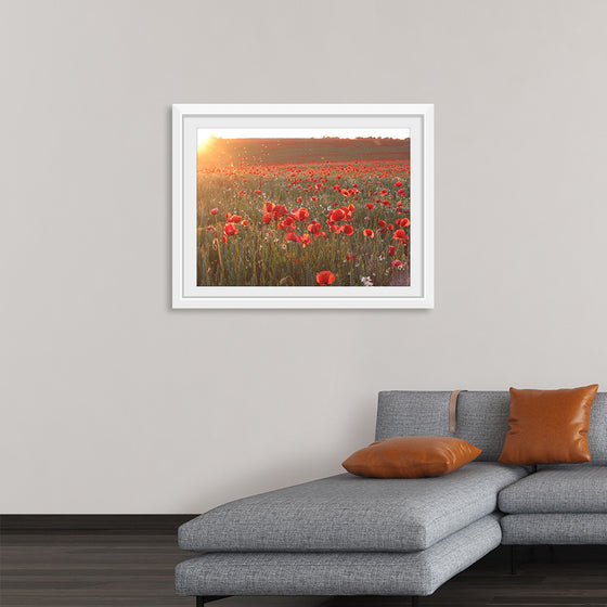 "Red Poppy Field 2"