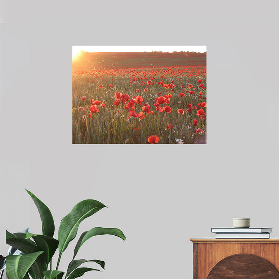 "Red Poppy Field 2"