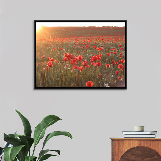 "Red Poppy Field 2"