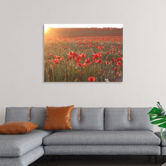 "Red Poppy Field 2"