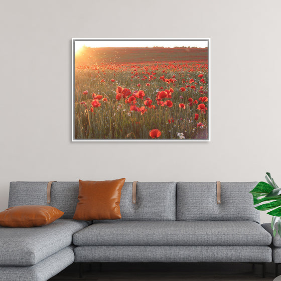 "Red Poppy Field 2"