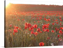  Immerse yourself in the serene beauty of a golden sunset illuminating a field of vibrant red poppies with our exclusive art print. Each petal, kissed by the sun’s tender glow, dances in harmony with the gentle breeze, evoking a sense of peace and tranquility. This mesmerizing landscape, where nature’s colors blend seamlessly into one another, promises to be not just a visual treat but an experience that lingers, making it a perfect addition to any space craving for natural elegance and grace. 