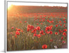 "Red Poppy Field 2"