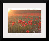 "Red Poppy Field 2"