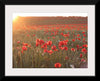 "Red Poppy Field 2"