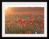 "Red Poppy Field 2"