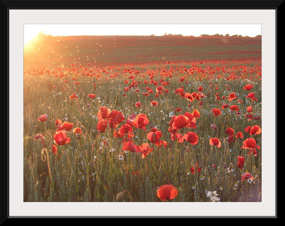 "Red Poppy Field 2"