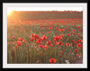 "Red Poppy Field 2"