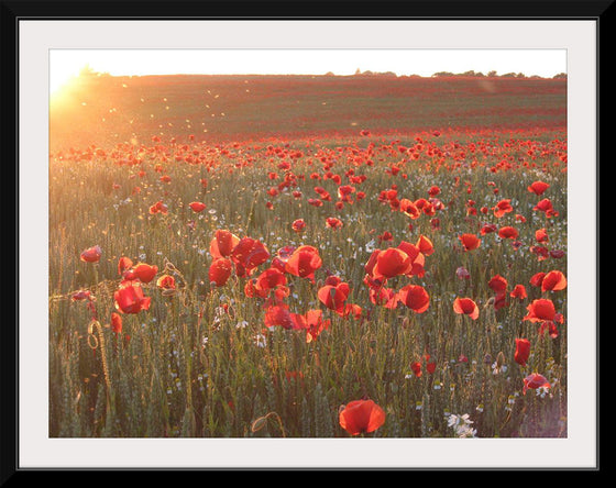 "Red Poppy Field 2"