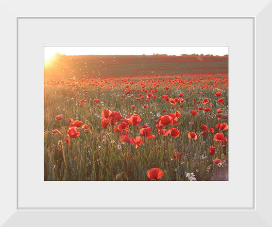 "Red Poppy Field 2"