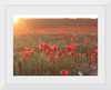 "Red Poppy Field 2"