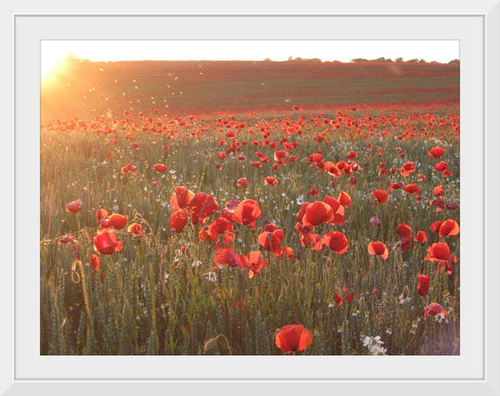 "Red Poppy Field 2"