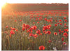 "Red Poppy Field 2"