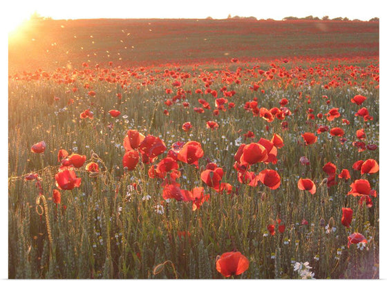 "Red Poppy Field 2"