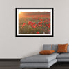 "Red Poppy Field 2"