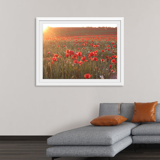 "Red Poppy Field 2"