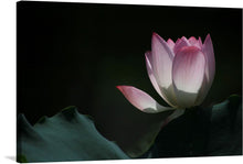  This photograph captures the delicate nature of a pink lotus flower in full bloom. The flower is set against a dark background, making it stand out. The petals are a light pink color and are slightly translucent. The leaves of the plant are visible in the background and are a dark green color. This image would make a great addition to any art collection.