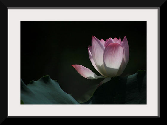 "Afternoon Lotus in Shing Mun Valley."