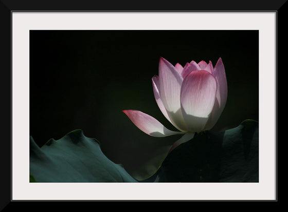 "Afternoon Lotus in Shing Mun Valley."