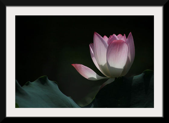 "Afternoon Lotus in Shing Mun Valley."