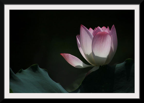 "Afternoon Lotus in Shing Mun Valley."